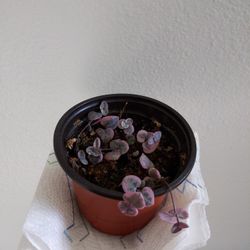 Varigated String Of Hearts In 4" Nursery Pot 