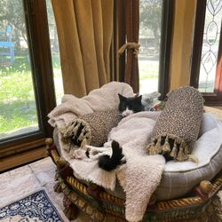 Cat Small Dog Bed, Hand Carved Painted Wood