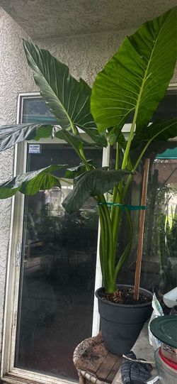 Tengo esta planta bien grande de oreja de elefante disponible