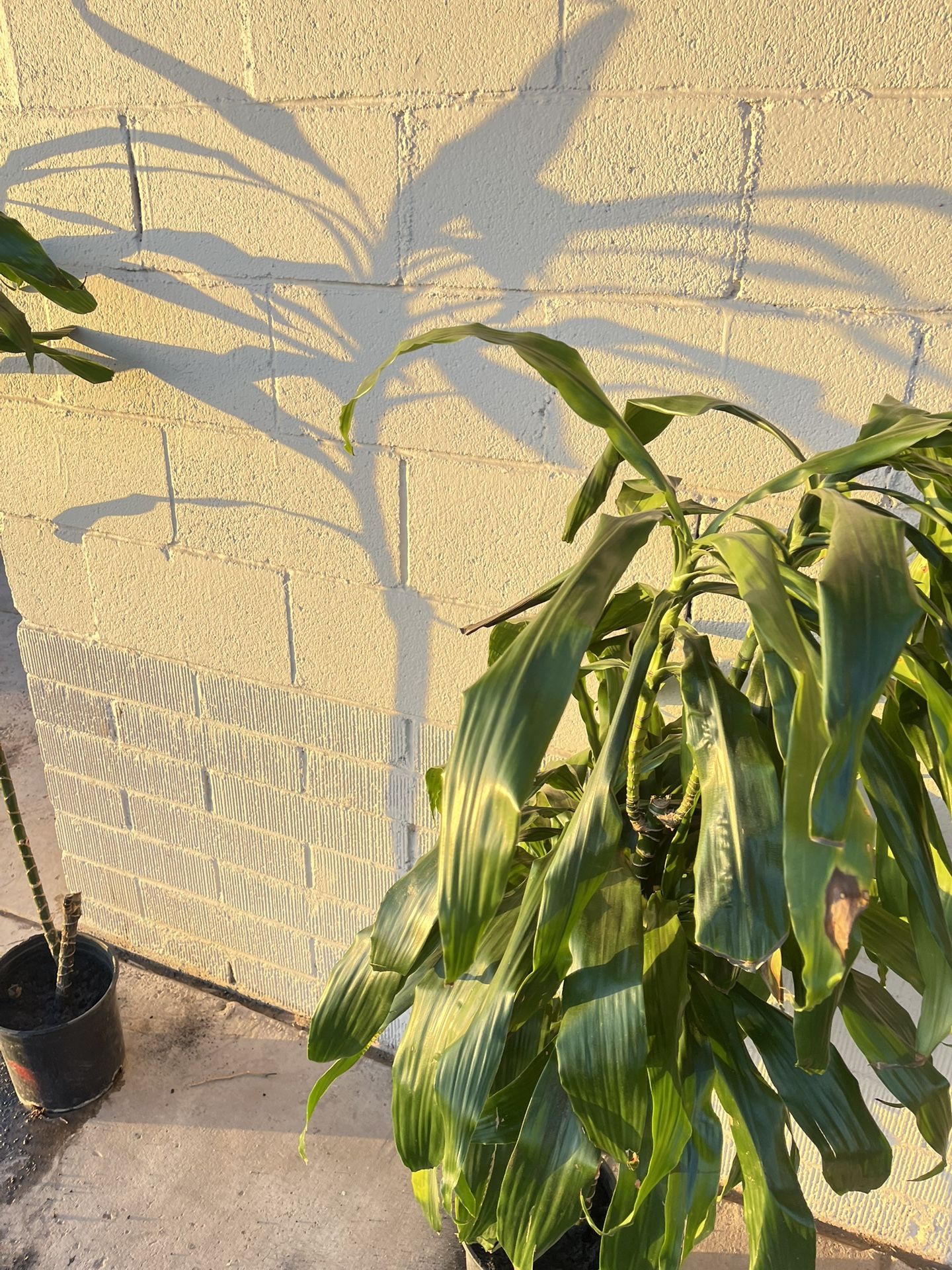 Plants