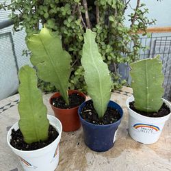 Queen of the Night Tropical Live Plant Night Blooming Orchid Cactus 3” Pot Small