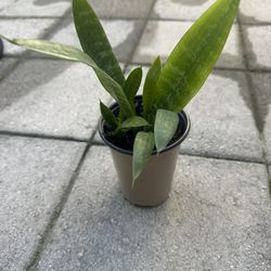 Snake Plant