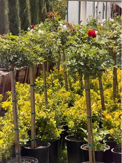 Whites iceberg rose trees 5 gal