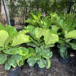 Fiddle leaf fig in 3 gls pot. SPECIAL PRICE 🤩