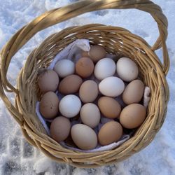 Assorted Chicken Eggs for Hatching (dozen)