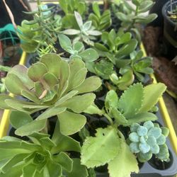 Succulents Tray Variety 20+