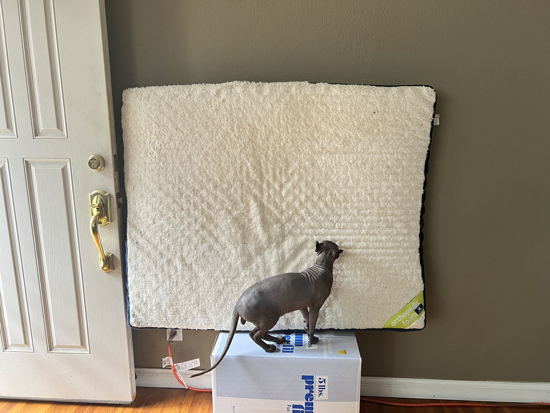 XL Orthopedic Dog Bed