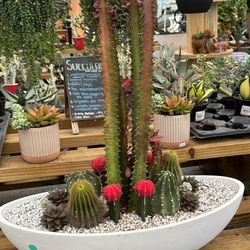 Arrangement of cacti 🌵 and succulents 🪴. On offer now. 