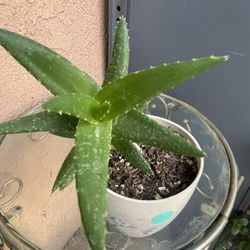 HERMOSAS PLANTAS NATURALES “SUCULENTAS PLANT 