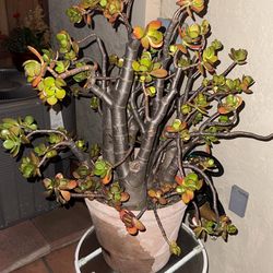 Large Jade Plant (Delivery Available)