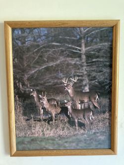 Wildlife picture