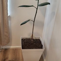 Plant Ficus Elastica