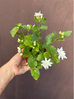 4” jazmin maid  of Orleans