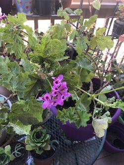 Purple geranium