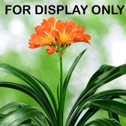 Clivia Flower Plant (SMALL) 