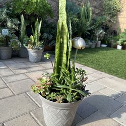 Assorted Succulent Plants