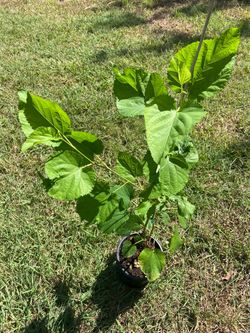 Mulberry Tree Seedling (Dwarf ) WHITE