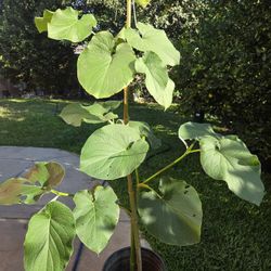 Yerva Santa Plant Medesinal