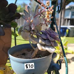 Ghost plant