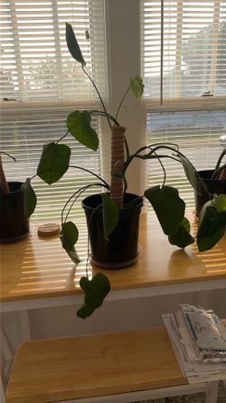Monstera plants