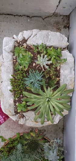 Succulent gardens in hypertufa planter