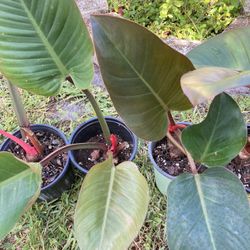 *$15 EACH* Red Congo Philodendron Plants 🔻Info Below🔻Congo Rojo Philodendron