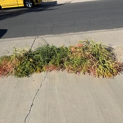 Free pencil cactus/fire stick starts