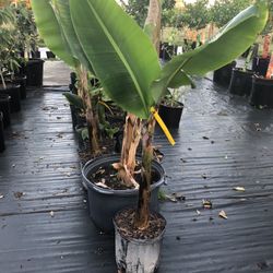 Banana Tree