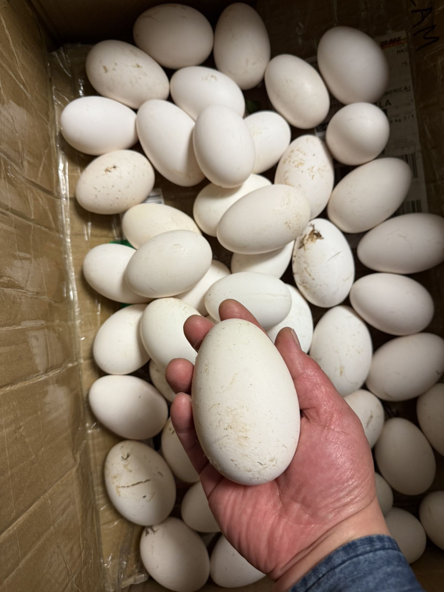 goose eggs