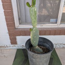 $7. Nopal