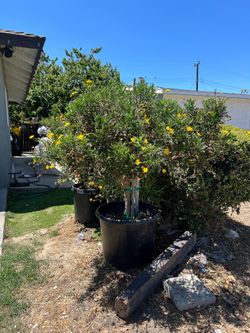 African bush daisy tree