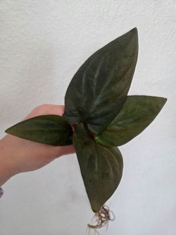 Syngonium Red Arrow Plant Cuttings