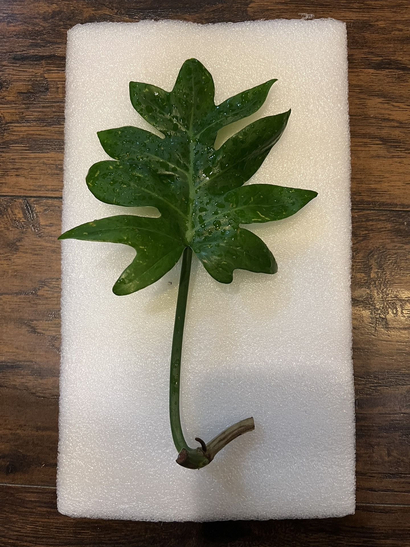 Philodendron Distantilobum Plant Cutting (pls Read Description Below)