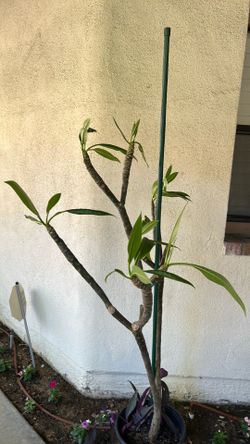 Lg plumeria plant
