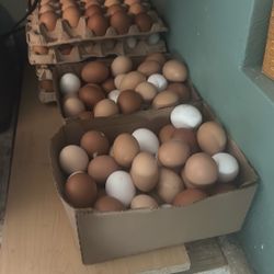 Fresh Farm Eggs