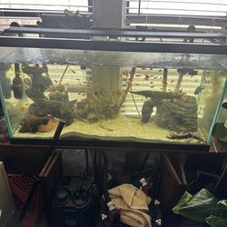 Fish Tanks and Equipment  