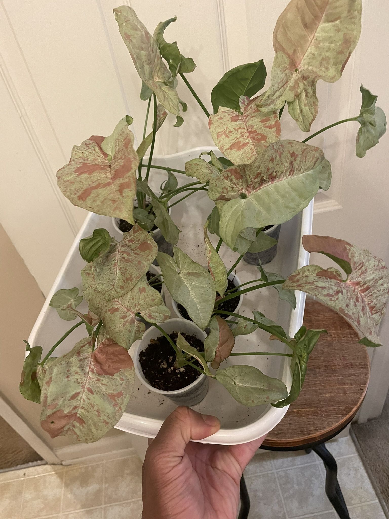 $10 | Syngonium “Confetti” | Arrowhead Plant | Beautiful Pink and Mint Green Leaves