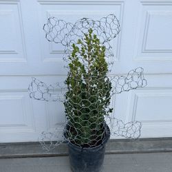 Wire And Plant Yard Designs, Plant Grows Out To Be The Figure Of A Bear