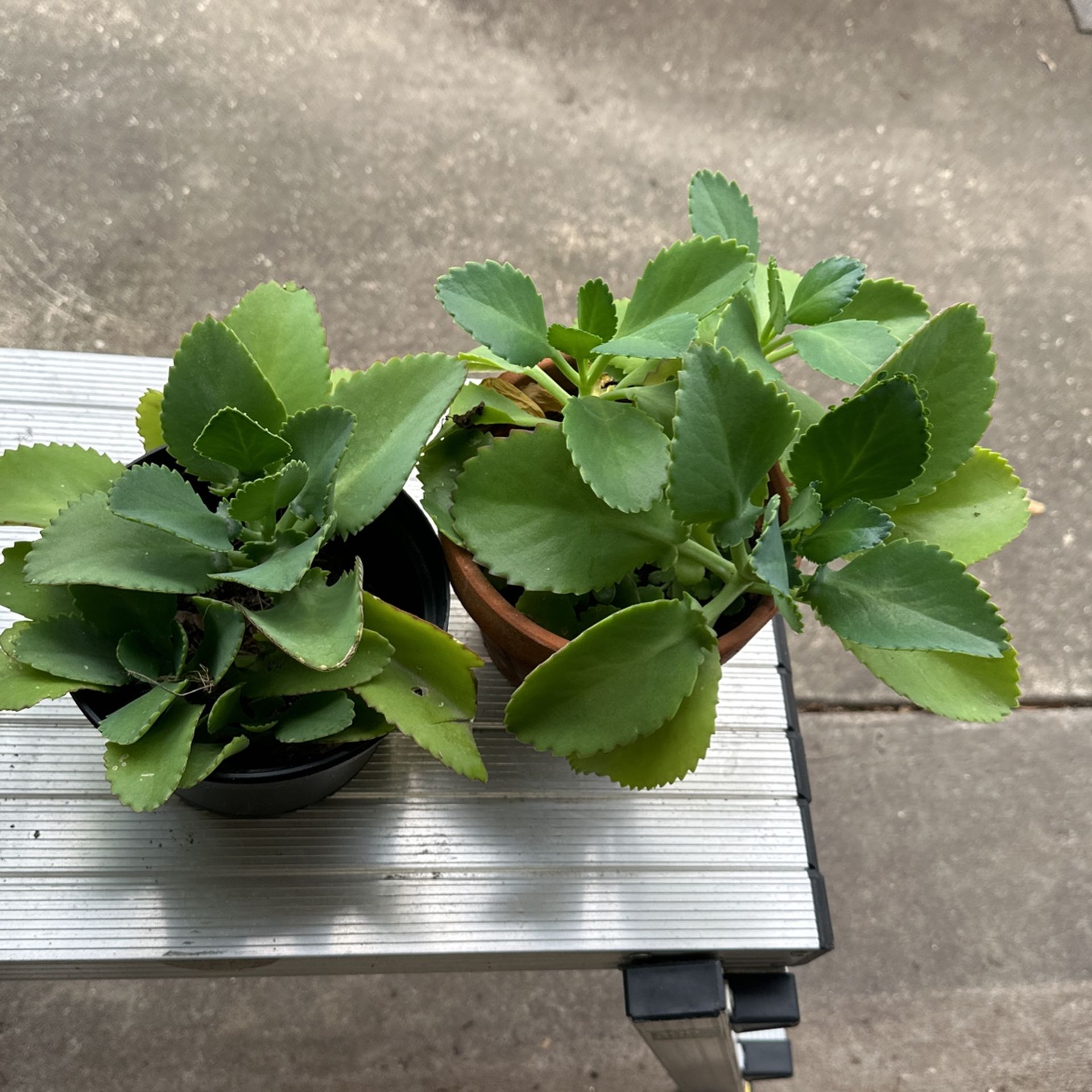 Mother Of thousands Plant