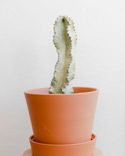 Euphorbia ammak verigata Veriegated Light green cactus African Golden Candelabra