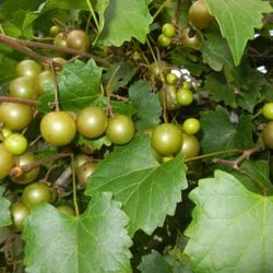 25 Bronze (green) muscadine grape seeds