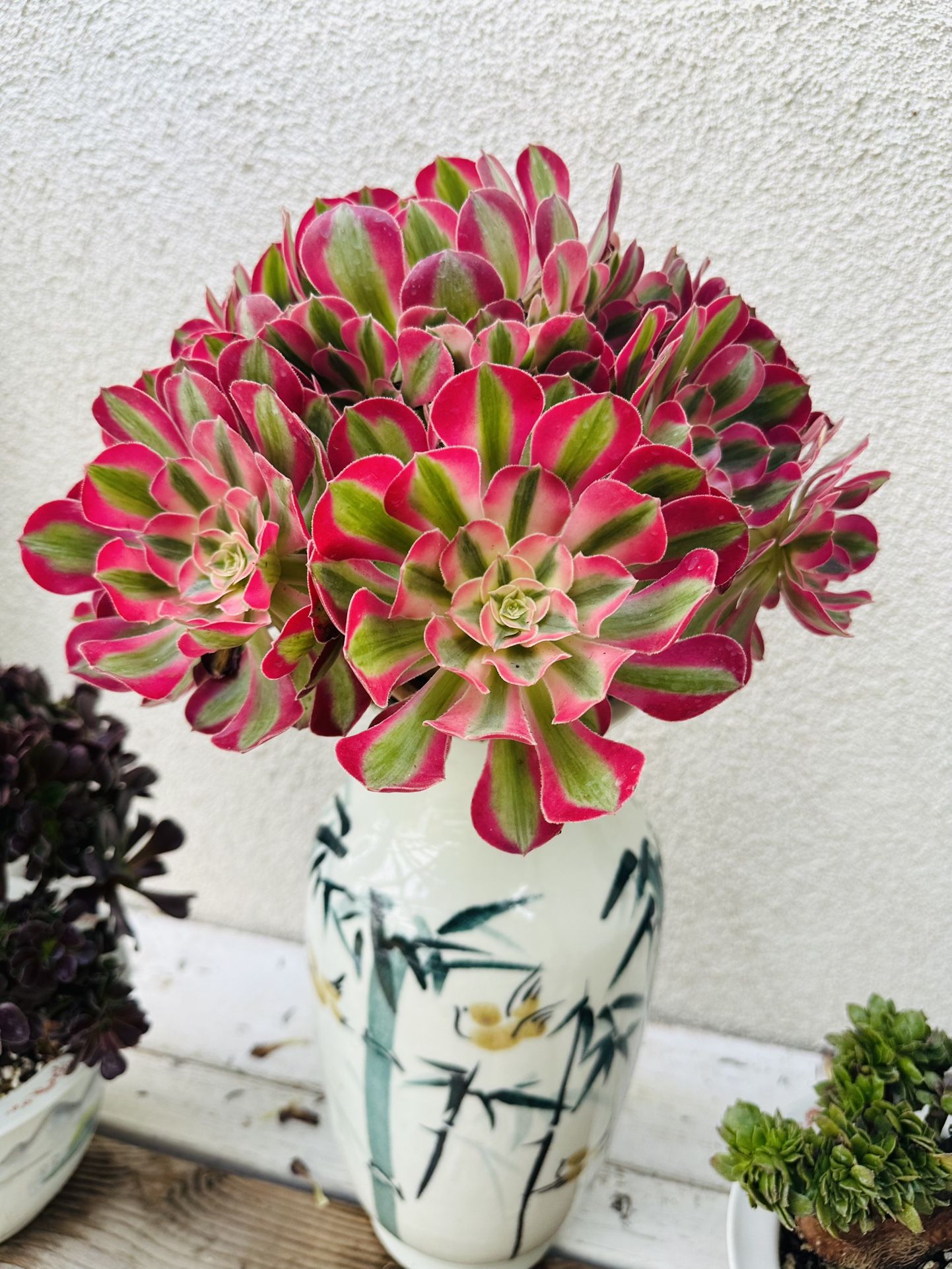 Aeonium 'Mardi Gras'