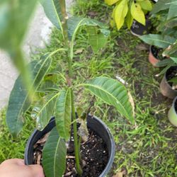 Mexican Mangos Plants