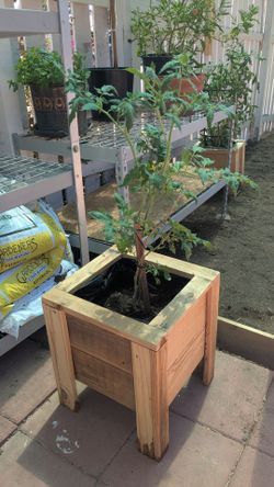 Tomato Plant with Wooden Planter 🍅