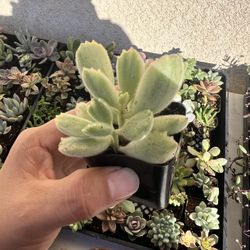  Succulents Variety , Variedad de Suculentas 