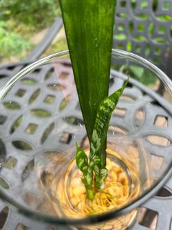 Snake plant or Sansevieria