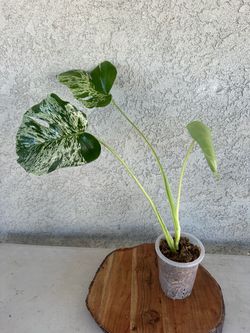 Monstera vietciosa
