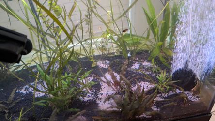 Massive Aquarium Plant ONLY Jungle Pack from 40 gallon breeder $125 OR BEST OFFER (pls DM me with any offers)