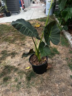 Regal Shields Elephant Ear Plant