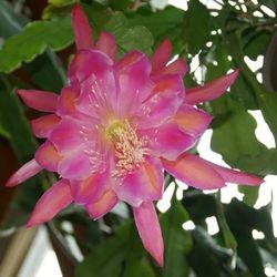 Orchid Cactus- Epiphyllum -Monastery Garden-Potted  